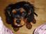 Cavalier king charles spaniel Freddie - Hvis jeg nu spørger pænt???  21-07-2007