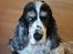 Cocker spaniel Barleys Tippe
