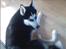 Siberian husky Sheeba *R.I.P*