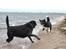 Karelsk bjørnehund Maya