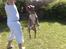 Amerikansk staffordshire terrier Aico R.I.P - Jeg har den, jeg har den!!!