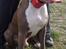 Amerikansk staffordshire terrier Aico R.I.P - Det er hårdt at spille fodbold med far (: