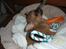 Chihuahua Justin - Justin 8 uger...