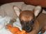 Chihuahua Justin - Justin 8 uger...