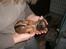 Chihuahua Justin - Justin 5 uger gammel.. Lille nuser..