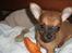 Chihuahua Justin - Justin 8 uger...
