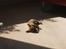 Chihuahua Justin - Ligger og slapper i solen...!