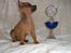 Chihuahua Justin - Justin´s første pokal..