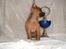 Chihuahua Justin - Eeeeelsker min pokal.. :o)