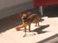 Chihuahua Justin - Leger lige...