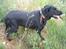 Labrador retriever Fido (formel 1) - min dejlige vovse står og kigger ....