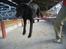 Labrador retriever Fido (formel 1) - SPRING Fido !!
