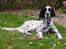 Engelsk setter Pibemølle Britney - Daisy på hendes 1 års fødselsdag