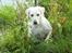 Labrador retriever Lucky Labrador's Gaby