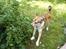 Norsk lundehund Løvheims Forseti / Fossi 4.3.05 - 13.1.14 - Fossi plukker stikkelsbær - teknikken kan ses på videoen med ham.