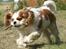 Cavalier king charles spaniel max