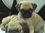 Mops Malou - Malou sover og bror Bob holder vagt.