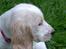 Cocker spaniel Duchess - Skal lige fylde med i det hele :o)