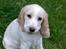 Cocker spaniel Duchess - Hallo  mor.. Ta nu lige det billede