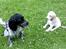 Cocker spaniel Yasmin *SOLGT* - Mig og min søster Duchess i haven