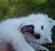 Samojedhund Charlie