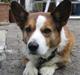 Welsh corgi cardigan Bertram