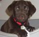 Labrador retriever Luna
