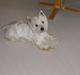 West highland white terrier Baloo