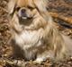 Tibetansk spaniel Bamse