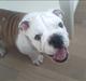 Engelsk bulldog Nemo