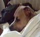 Amerikansk staffordshire terrier amstaff-Fighter