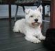West highland white terrier airas sofus