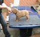 Labrador retriever Aragorn Has Arrived