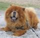 Chow chow Huang