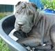 Shar pei sharon