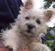 Cairn terrier molly