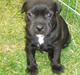 Staffordshire bull terrier Franz