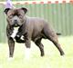 Staffordshire bull terrier Jason DKCH