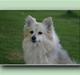 Pomeranian Nicole