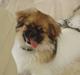 Tibetansk spaniel Nutsie