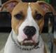 Amerikansk staffordshire terrier Baby R.I.P * Beverfis