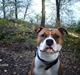 Amerikansk staffordshire terrier *R.I.P* min elskede Zeus (2011)