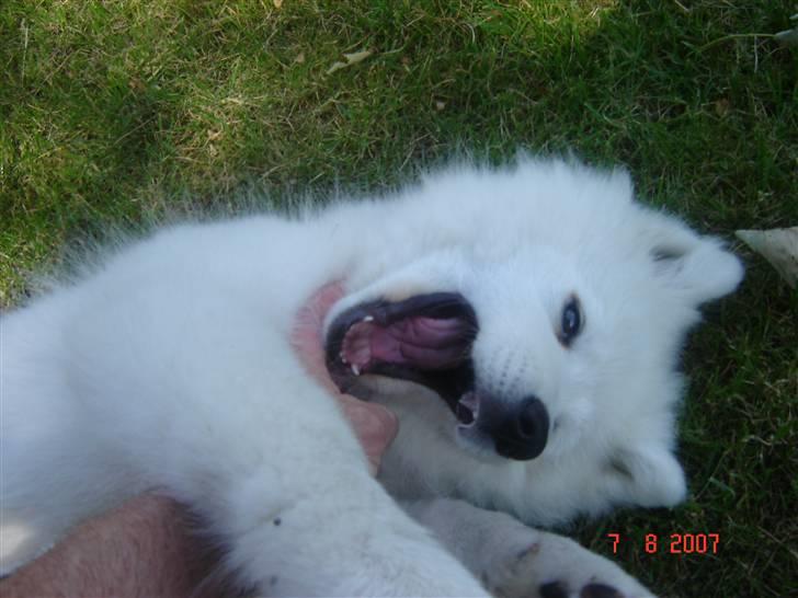 Samojedhund Charlie - Wee? xD, Mig og far leger! qx billede 1