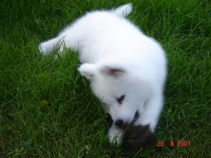 Samojedhund Charlie billede 2