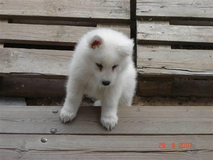 Samojedhund Charlie - 2 dag... kan jeg få lidt hjælp... billede 3