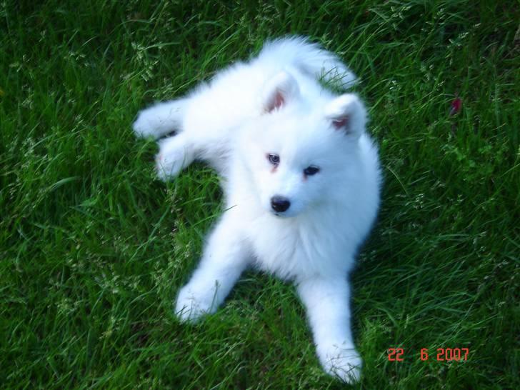 Samojedhund Charlie billede 4