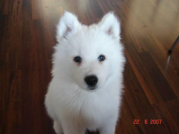 Samojedhund Charlie billede 6