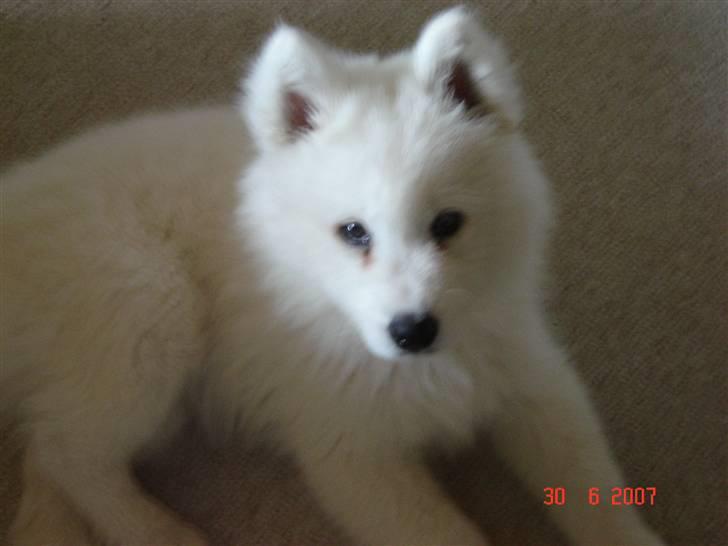 Samojedhund Charlie billede 7
