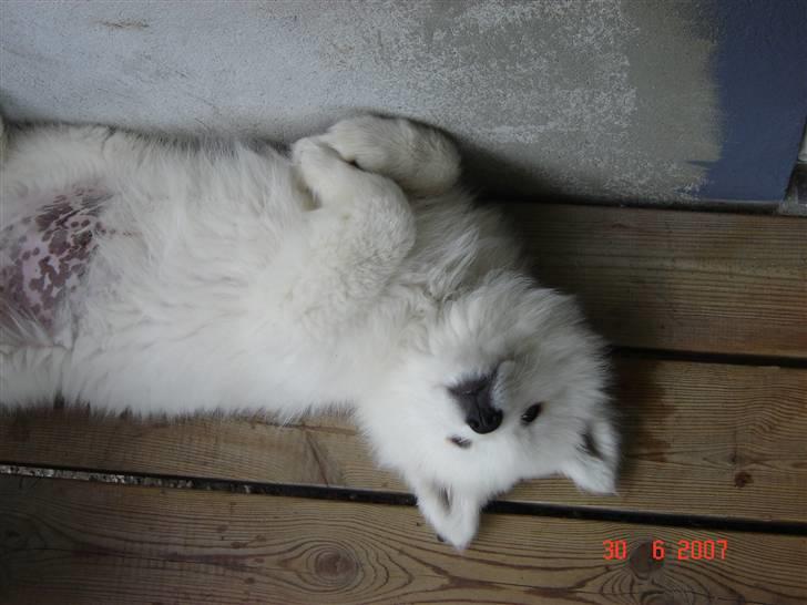 Samojedhund Charlie - Kom og klø mig på mavsen..  billede 8