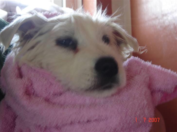 Samojedhund Charlie - Jeg kan ikk lide at komme i bad...=( billede 9